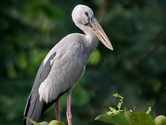 Bird Sanctuary